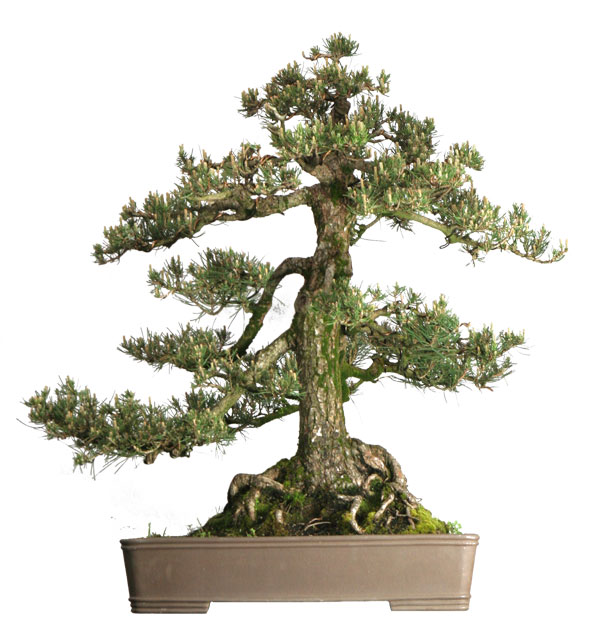 Pine bonsai from $88 to $5k