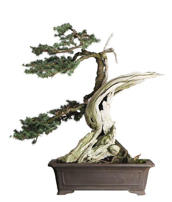 Cedar bonsai from $95 to $1k
