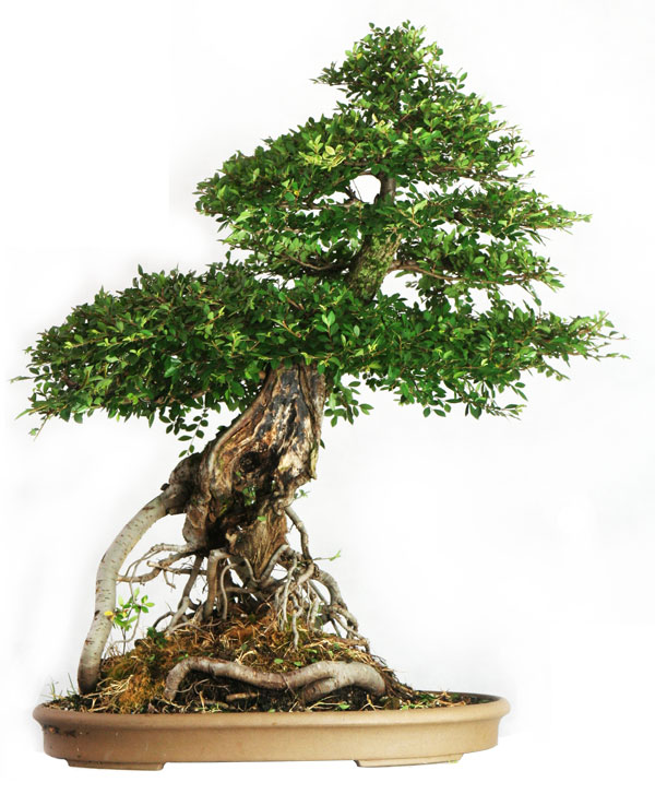 Elm bonsai from $75 to $5k