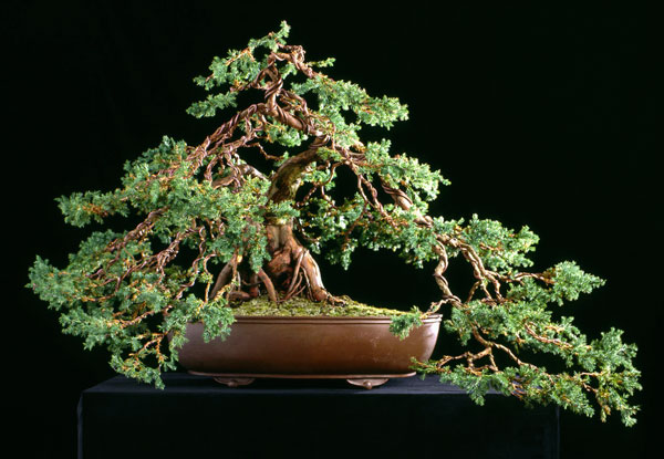 Juniper bonsai from $75 to $5k