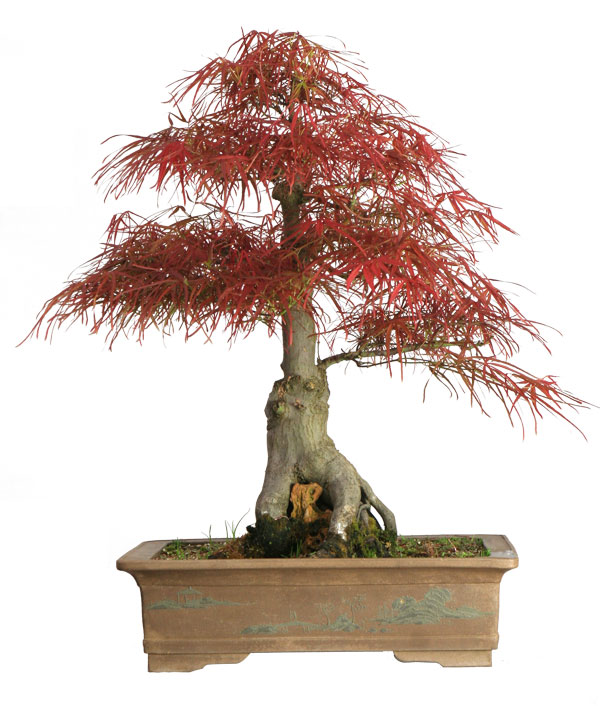 Maple bonsai from $125 to $5k
