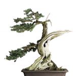Cedars from $88 to $8000