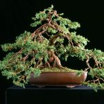 Junipers from $50 to $3500