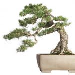 We offer a great range of bonsai pots and tools.