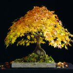 Japanese maples from $65 to $3000